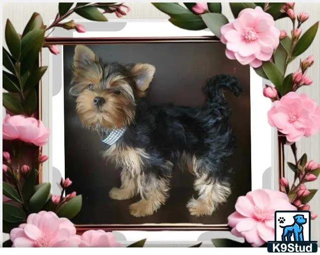 Yorkshire Terrier